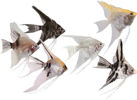 Image of 6 different colur angelfish. Also known as scalar fish.
