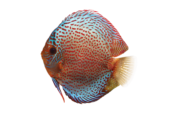 Image of a discus fish.