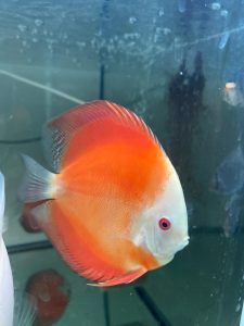 Royal Ruby Red discus fish - RainforestFish Ireland