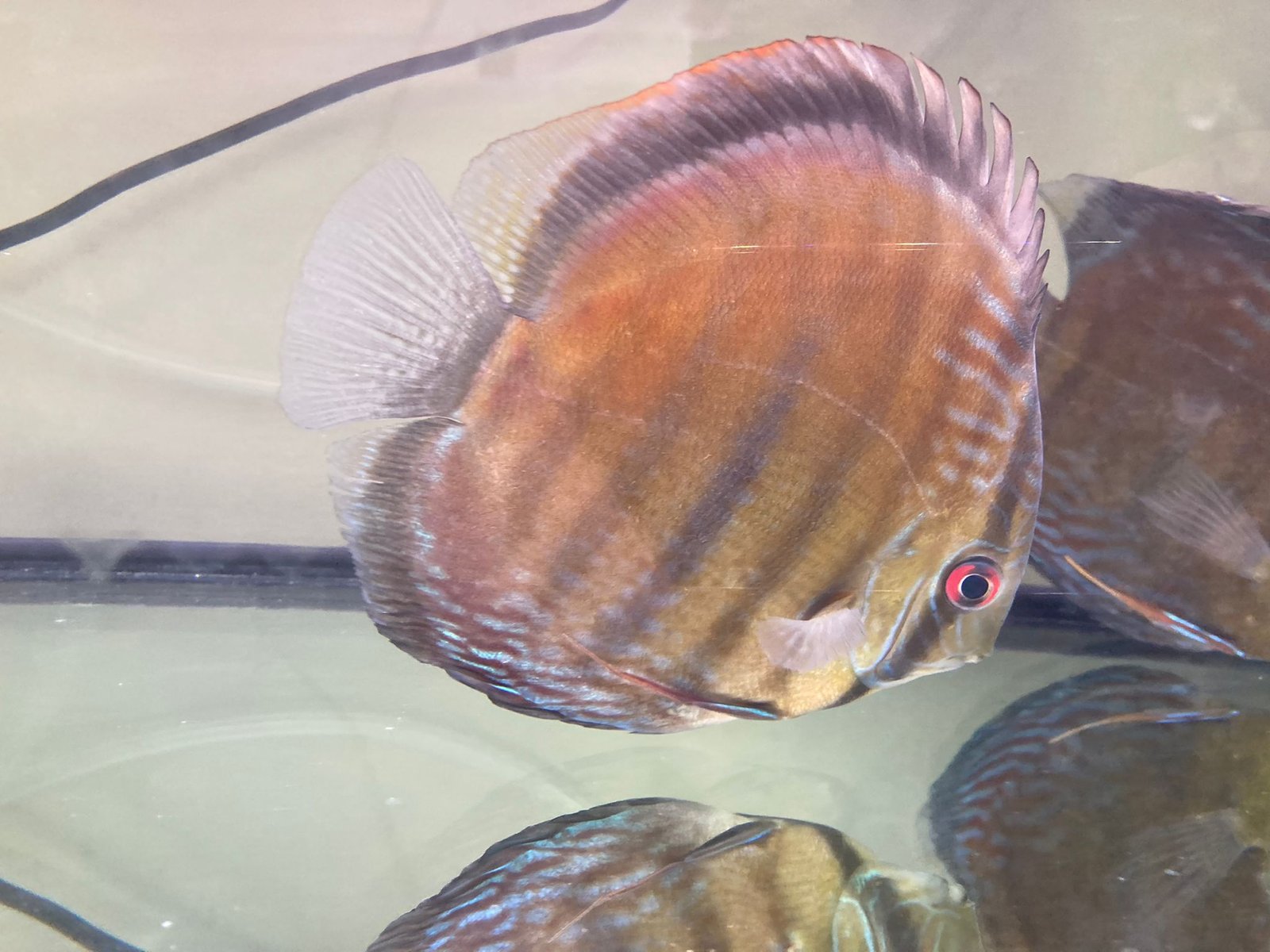 Wild Discus Oriximina Super Color - Rainforest Fish