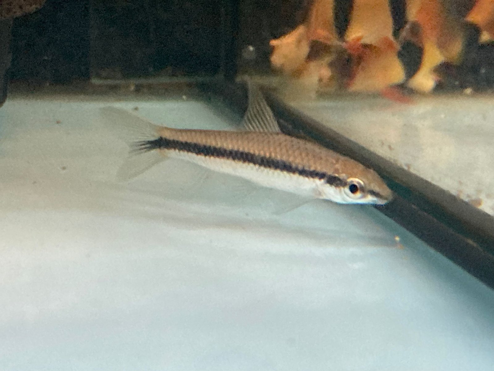 Siamese Algae Eater Rainforest Fish